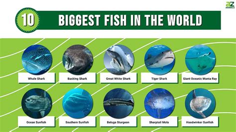 The 10 Biggest Fish Still Swimming Today’s Oceans.